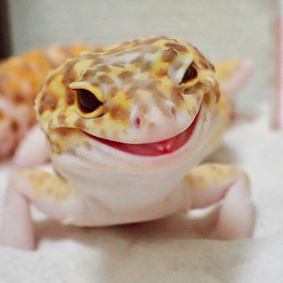 Эублефар МОРФА Энигма