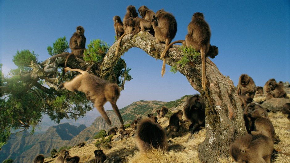 Зона обезьяны