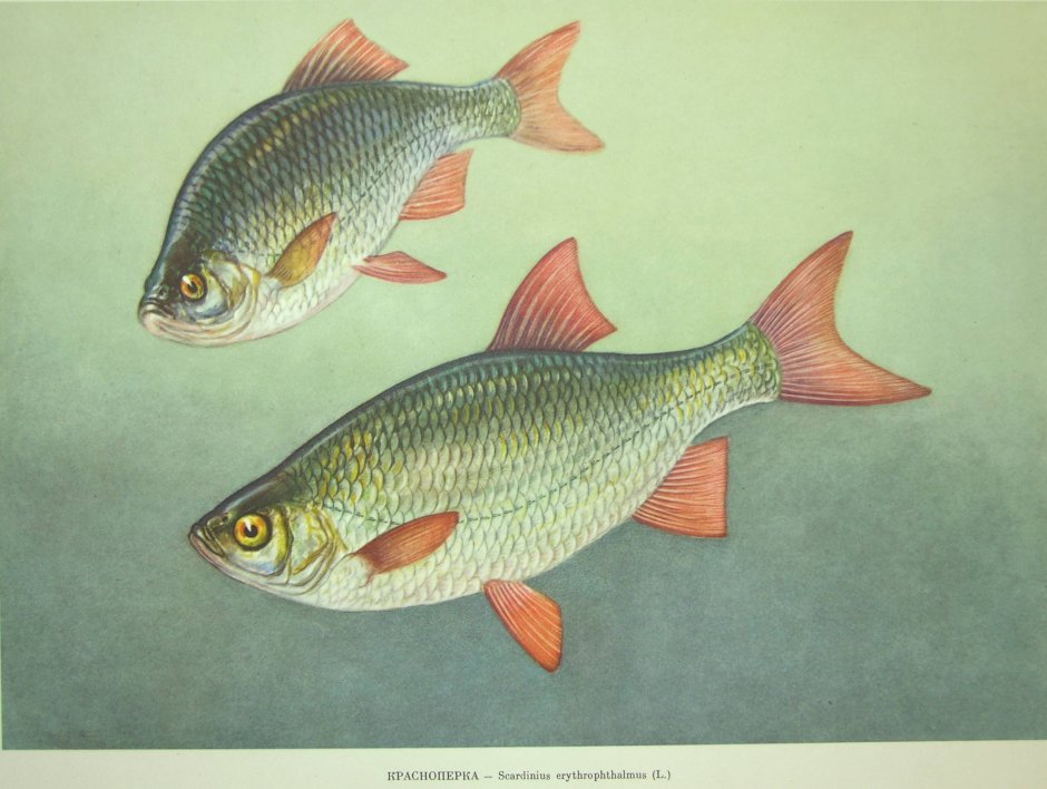 Rutilus Atropatenus