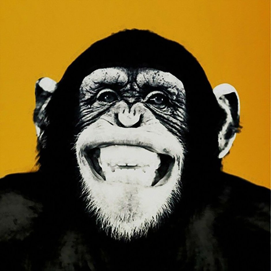 Стиль обезьяны. Обезьяна смеется. Волосатая шимпанзе. Смеющаяся обезьяна в Кожанке.