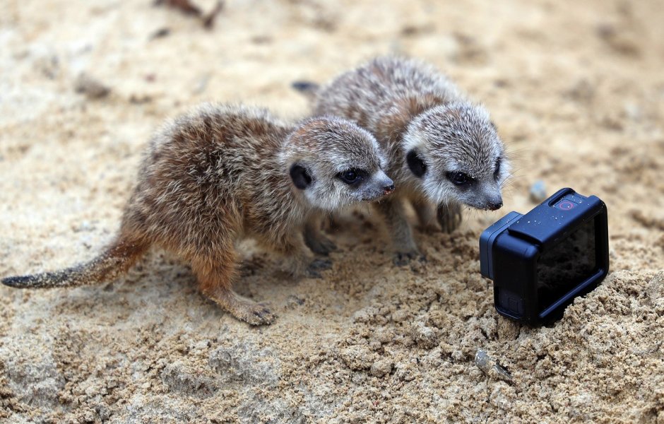 Оскал суриката