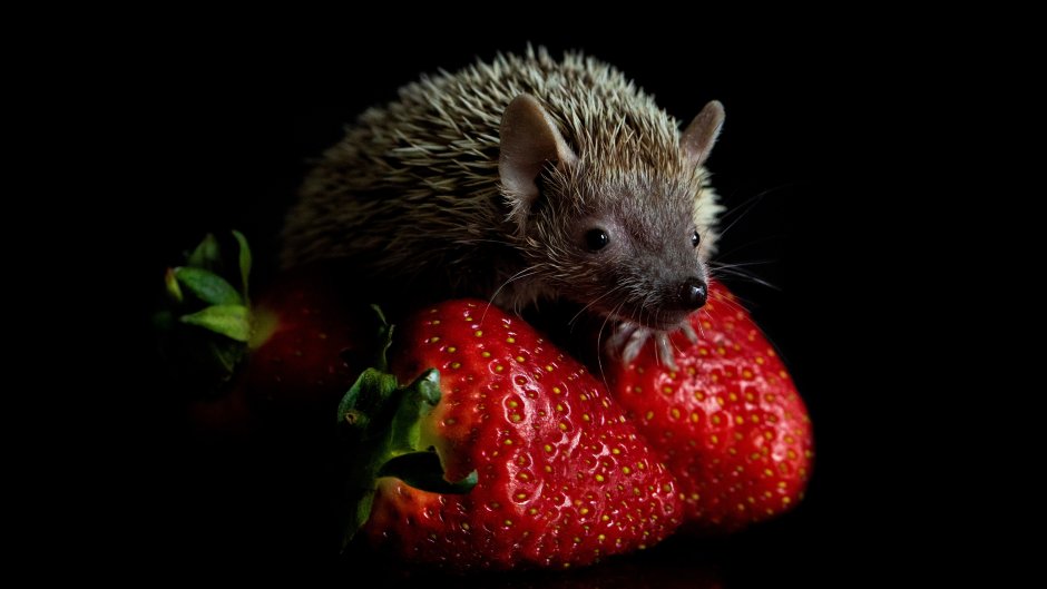 Черный Соник Шедоу