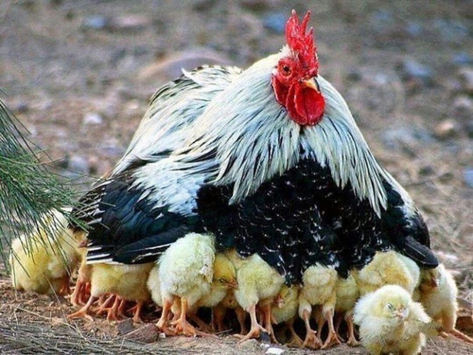 Курица Араукана яйца