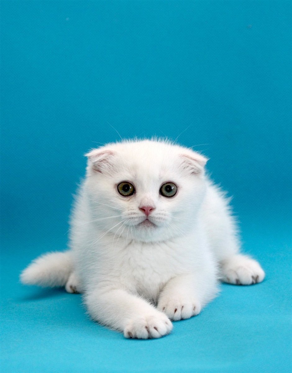 Вислоухие котята белого цвета - картинки и фото витамин-п-байкальский.рф