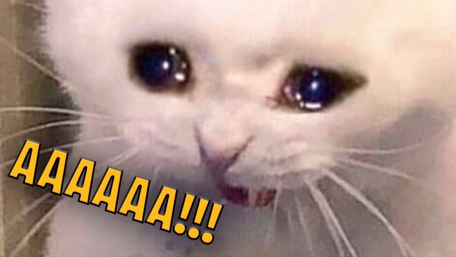 Толстый Плачущий кот