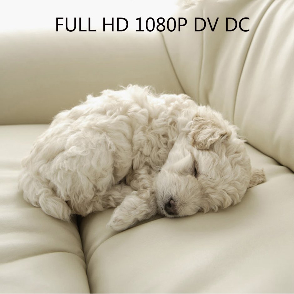 Порода собак Фокстерьер