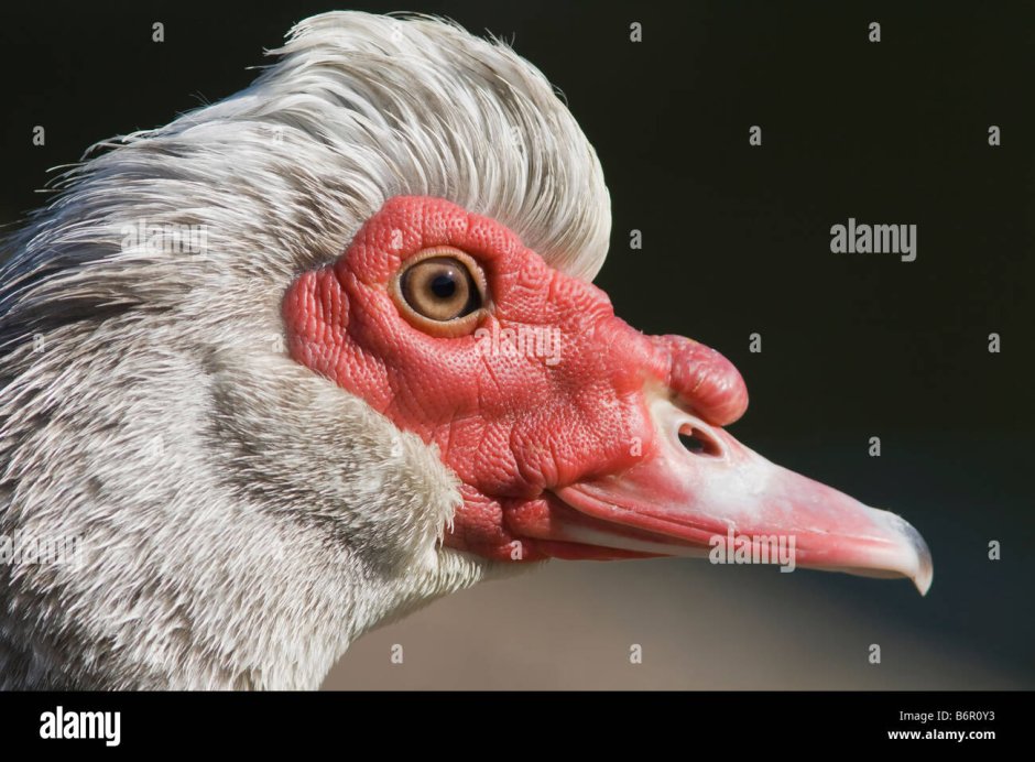 Страшная утка. Самая уродливая птица в мире. Животные с красным носом.
