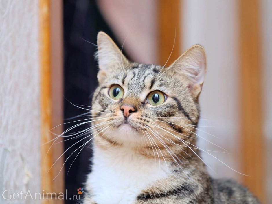 Кот породы метис