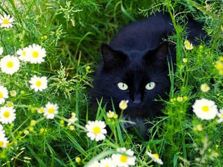Ромашковая кошка. Черный кот и ромашки. Котик в ромашках. Чёрный котик в ромашках. Кошечка с ромашками.