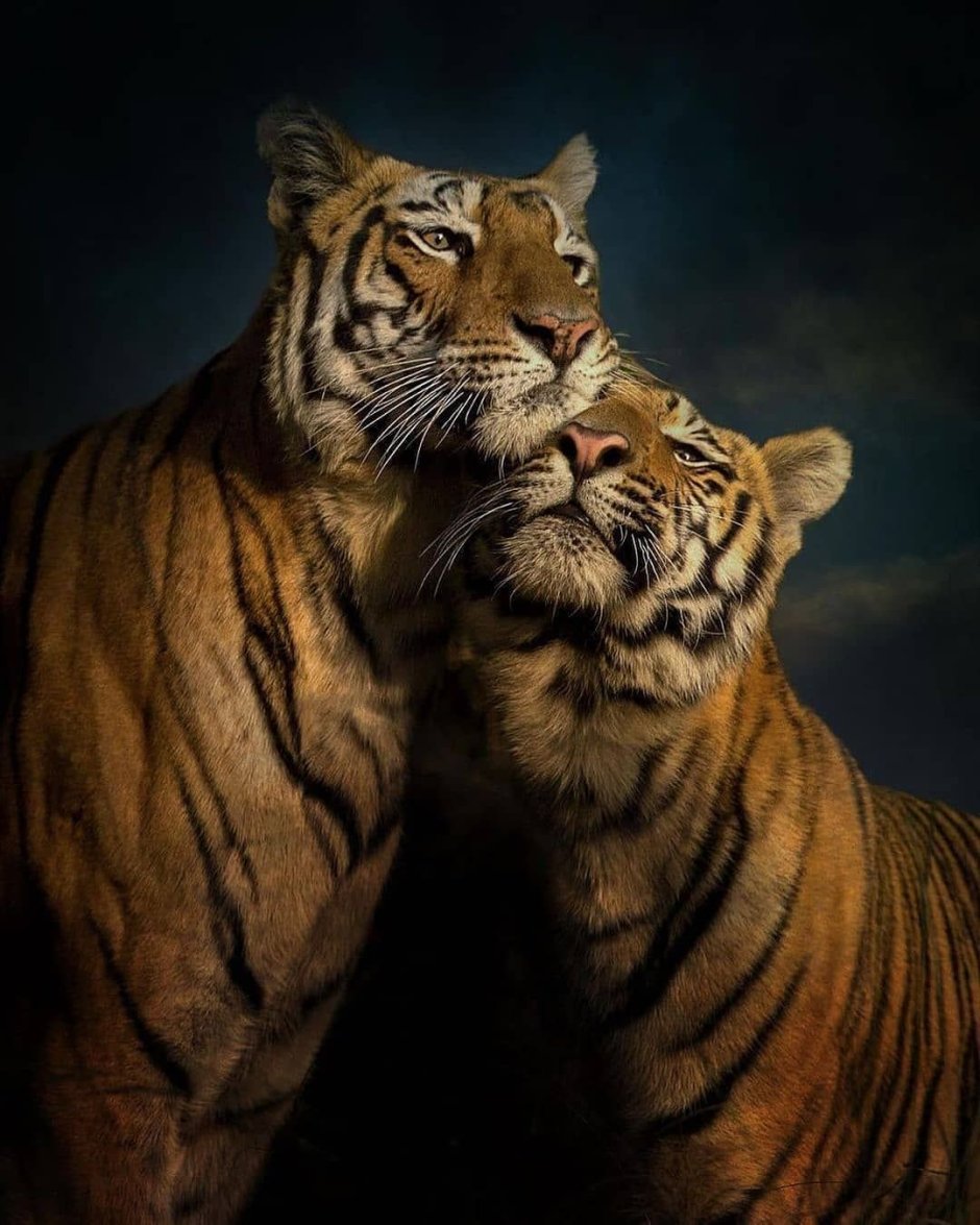 Влюблённые тигры (67 фото)
