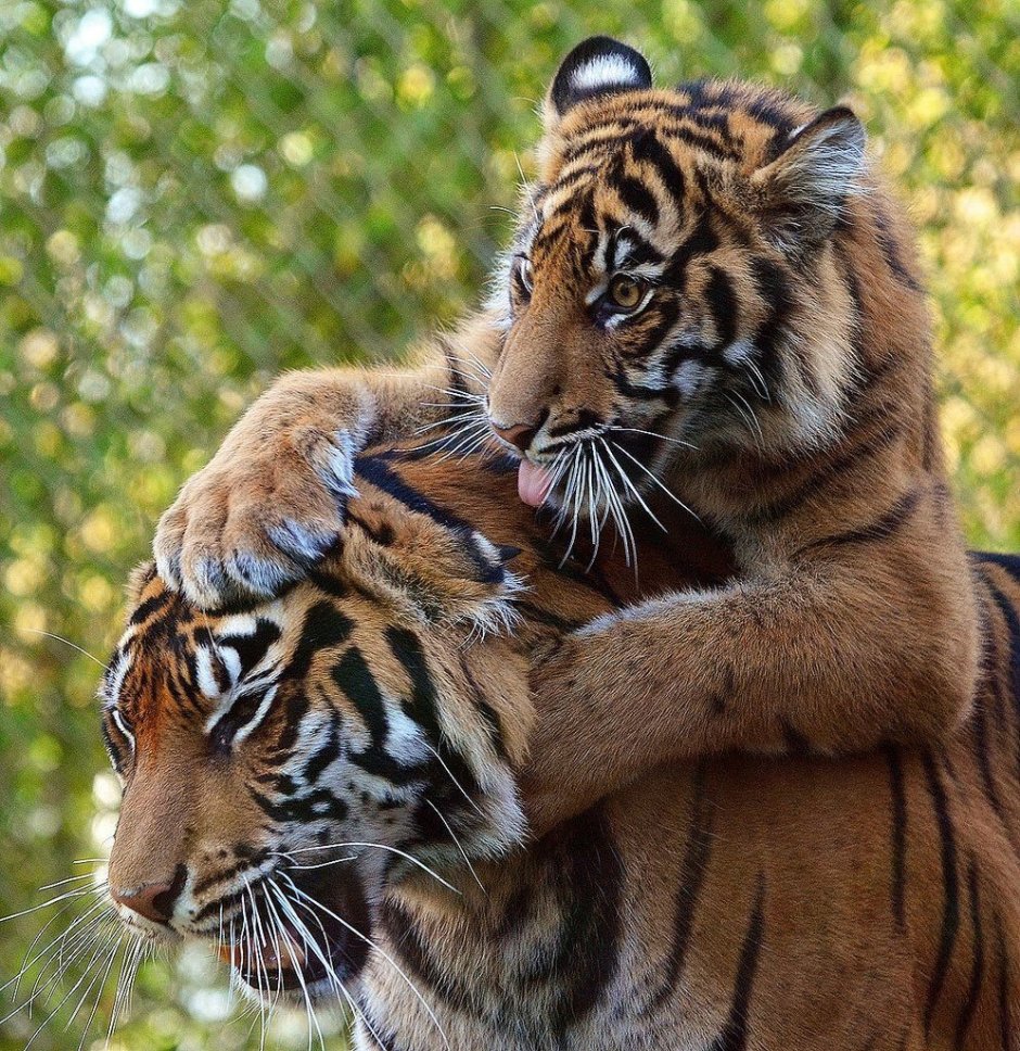 Фотообои Тигр