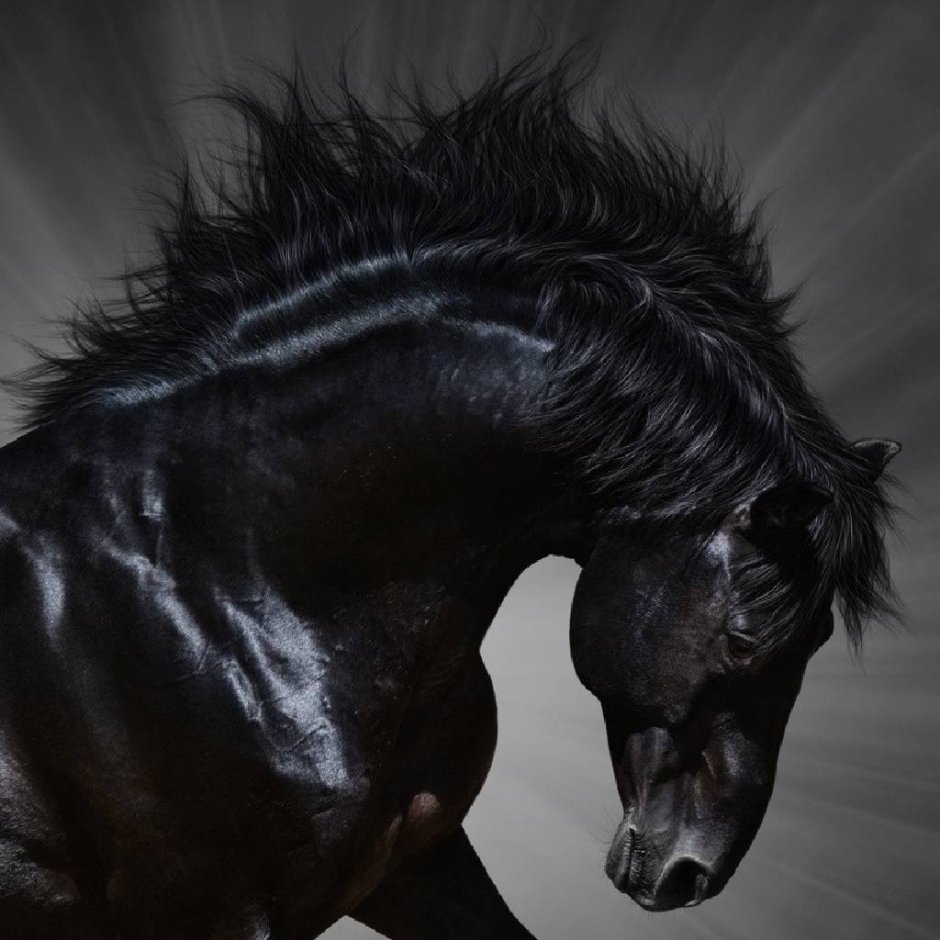 Сонник черная лошадь. Вороной Мустанг иноходец. Мустанг лошадь черный. Мустанг дикий чёрный конь. Лошадь Мустанг иноходец.
