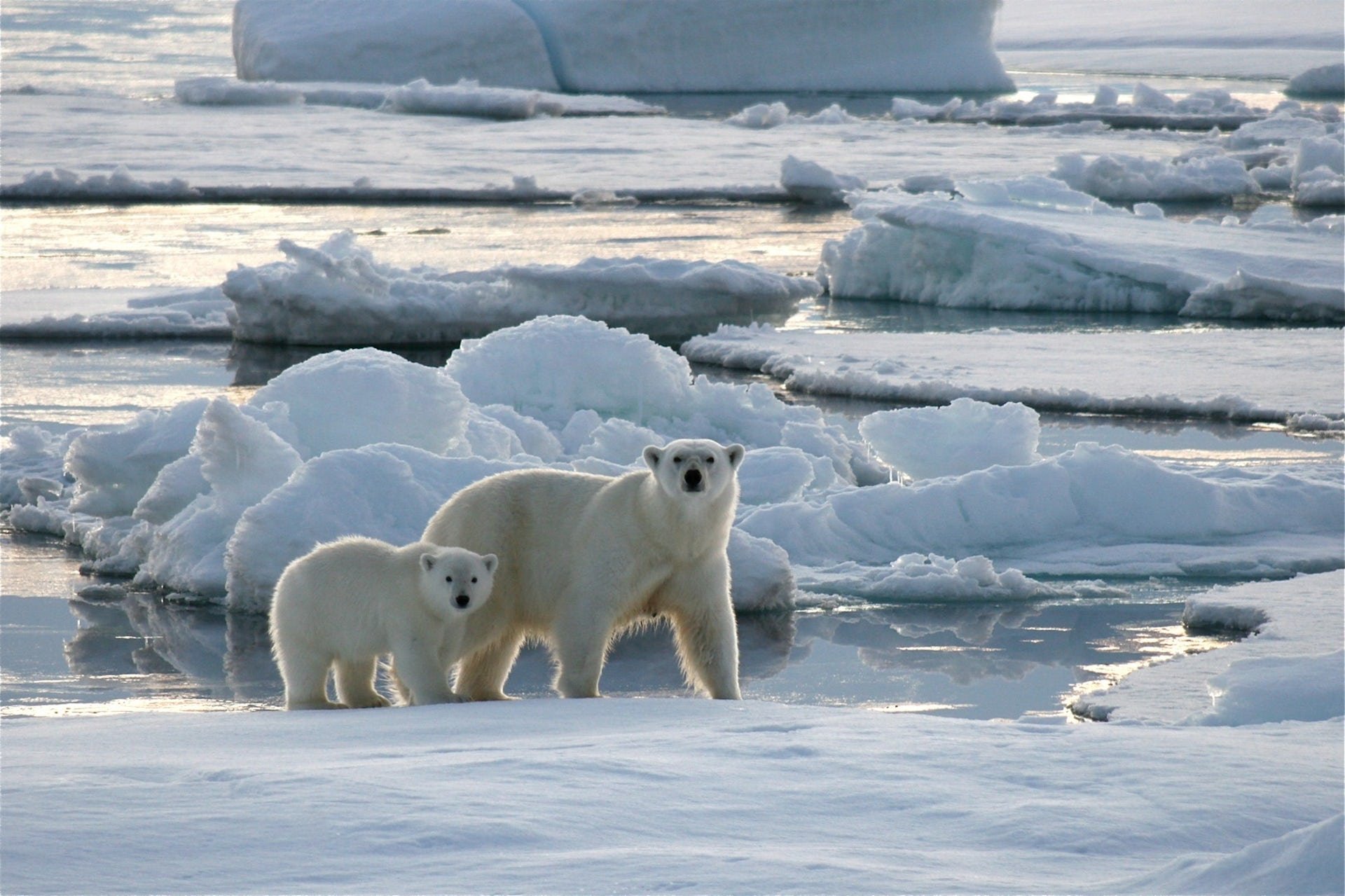 Жители северного океана. Медвежьи острова Восточно Сибирское море. Северный Ледовитый океан животные белый медведь. Карское море белый медведь. Северный Ледовитый океан Восточно-Сибирское море.