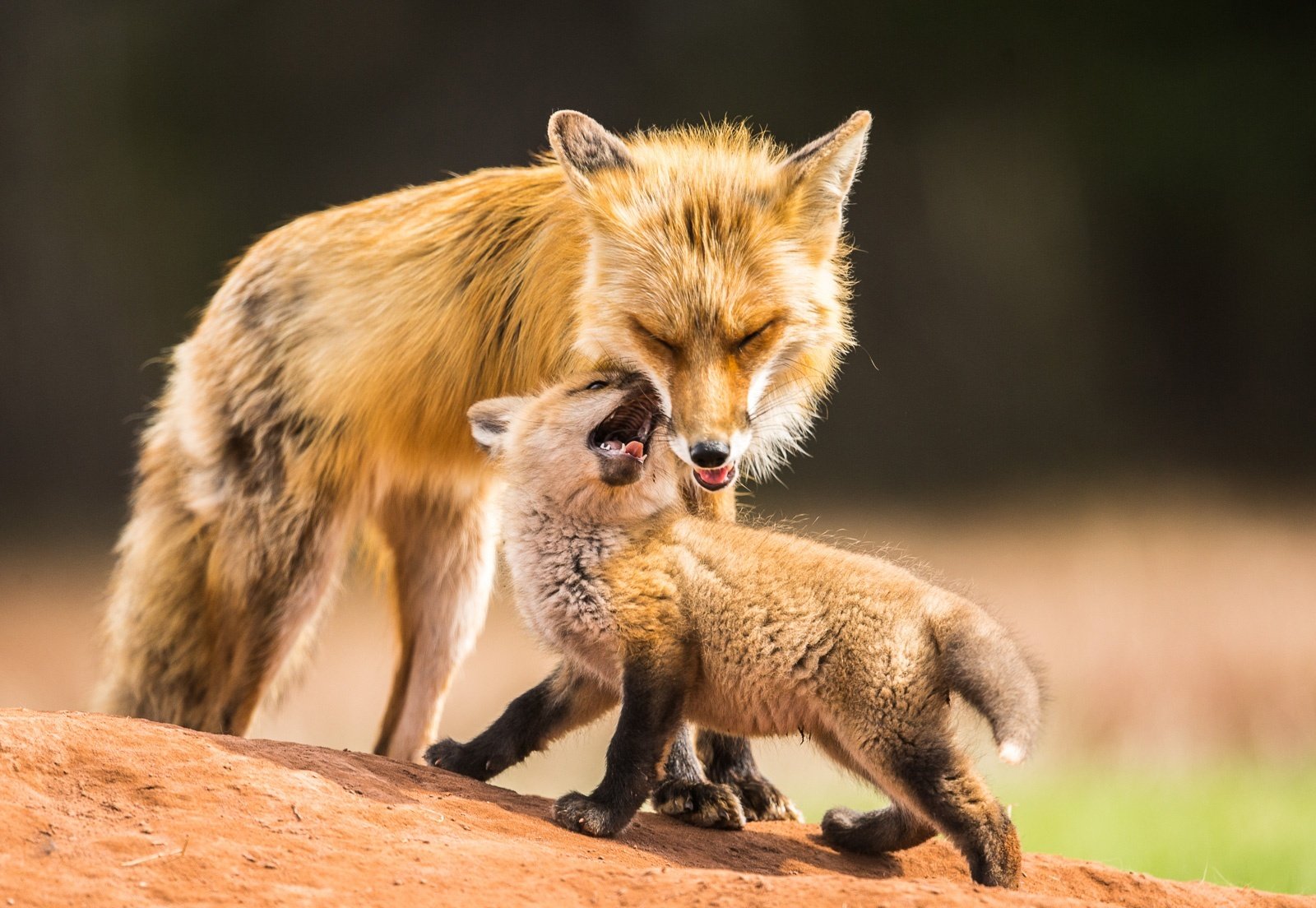 Fox mom