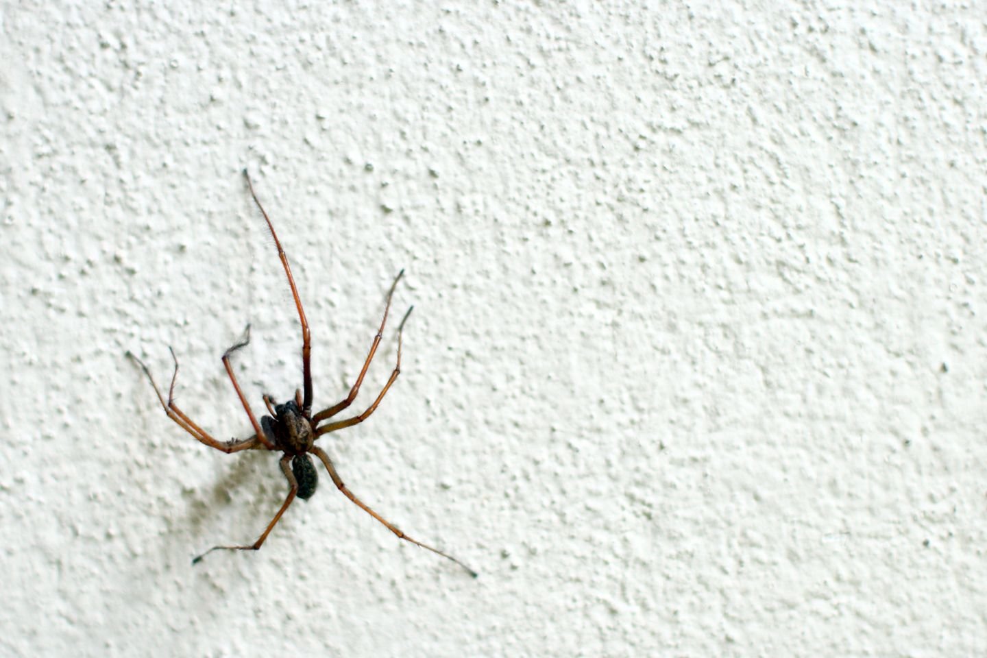 Как избавиться от пуков. Домашние пауки. Черный домашний паук. Чёрный паук с белыми пятнами. Чёрный паук в доме.
