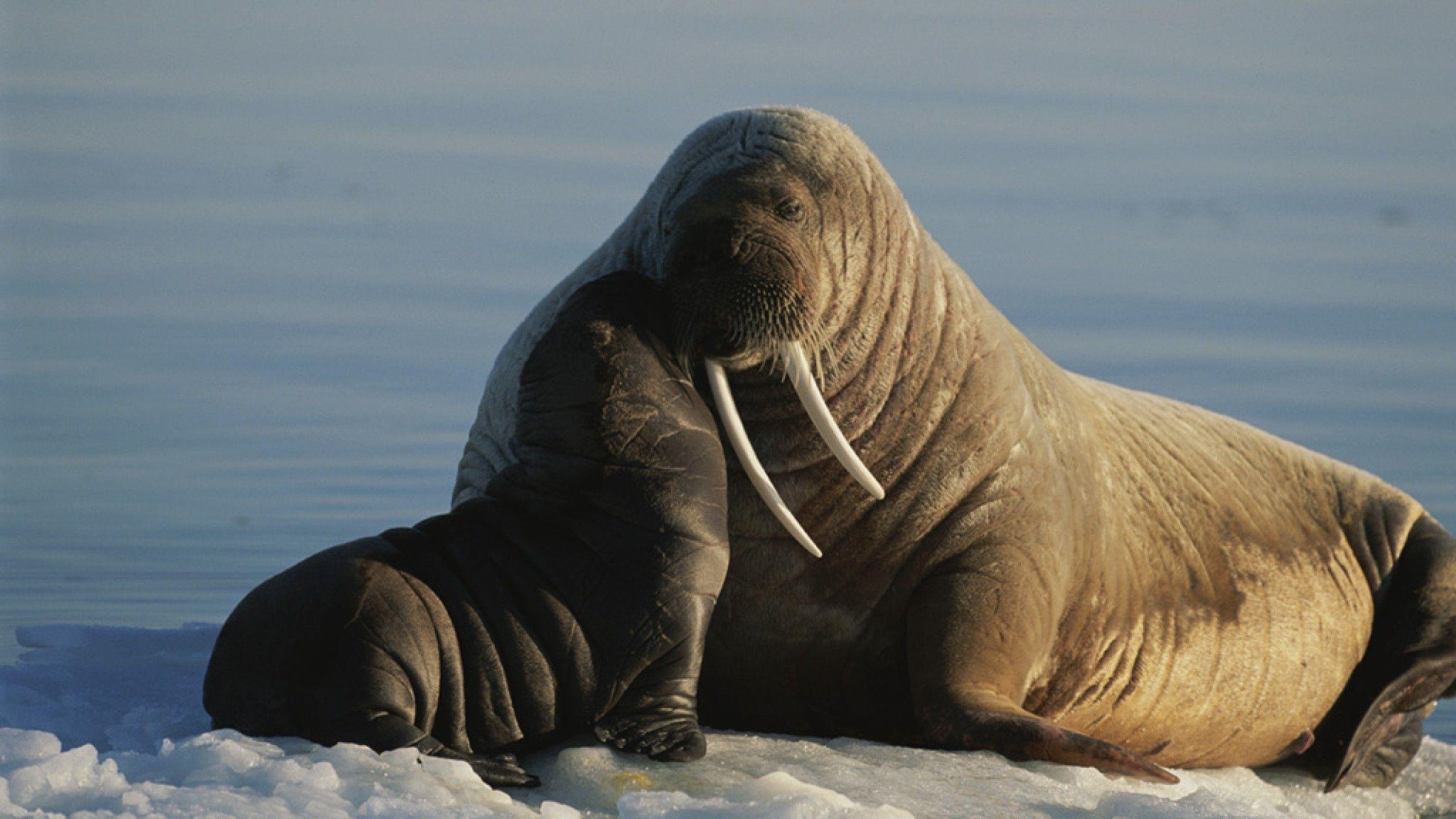 Моржи в тундре. Гренландский морж. Лаптевский морж. Самка моржа. Морж Walrus.