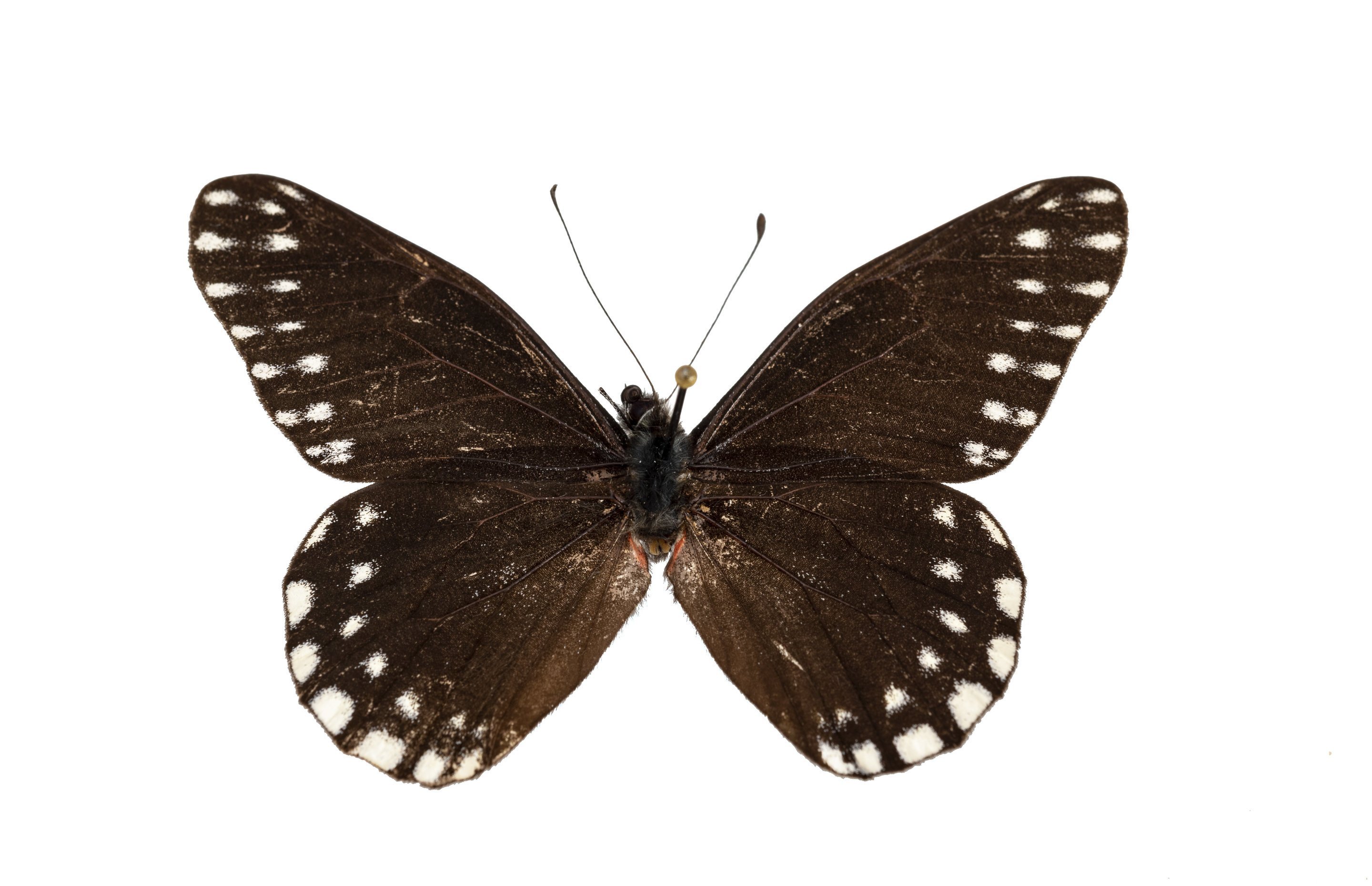 Сохранение темных бабочек в результате. Бабочка черная. Бабочка черная с белыми пятнами. Бабочка черная с белыми пятнышками. Белая бабочка в черную крапинку.