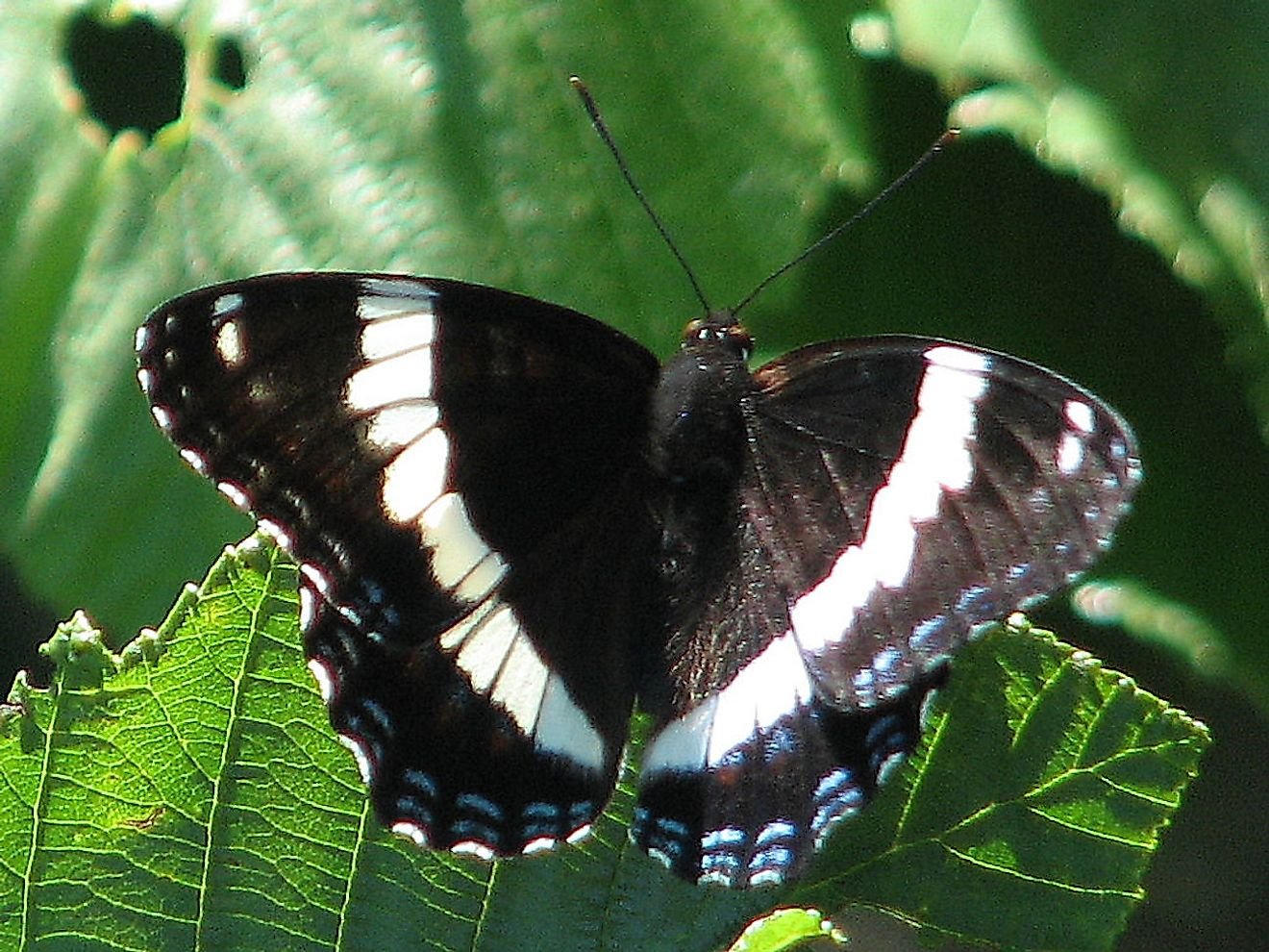 Черные бабочки 1. Бабочка Limenitis Arthemis. Бабочка Махаон Адмирал. Белый Адмирал бабочка. Черная бабочка траурница.