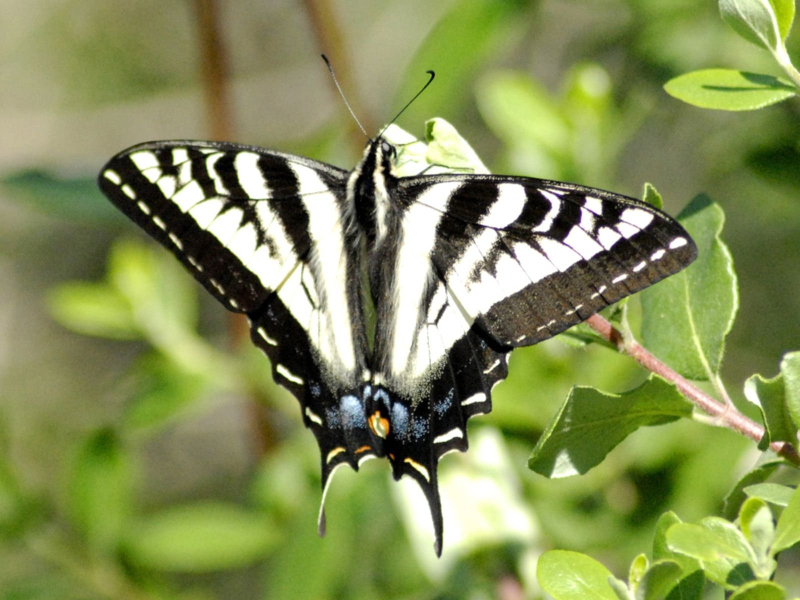 Черные бабочки 1. Бабочка черная. Бабочка белая. Черная бабочка с белой полосой. Бабочка с черными полосками.