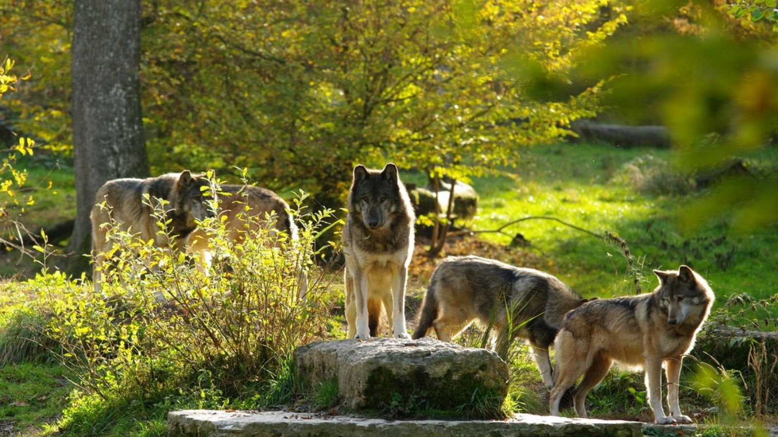 Родина дружелюбного волка. Волки стая. Волк в природе. Стая Волков. Волк летом.