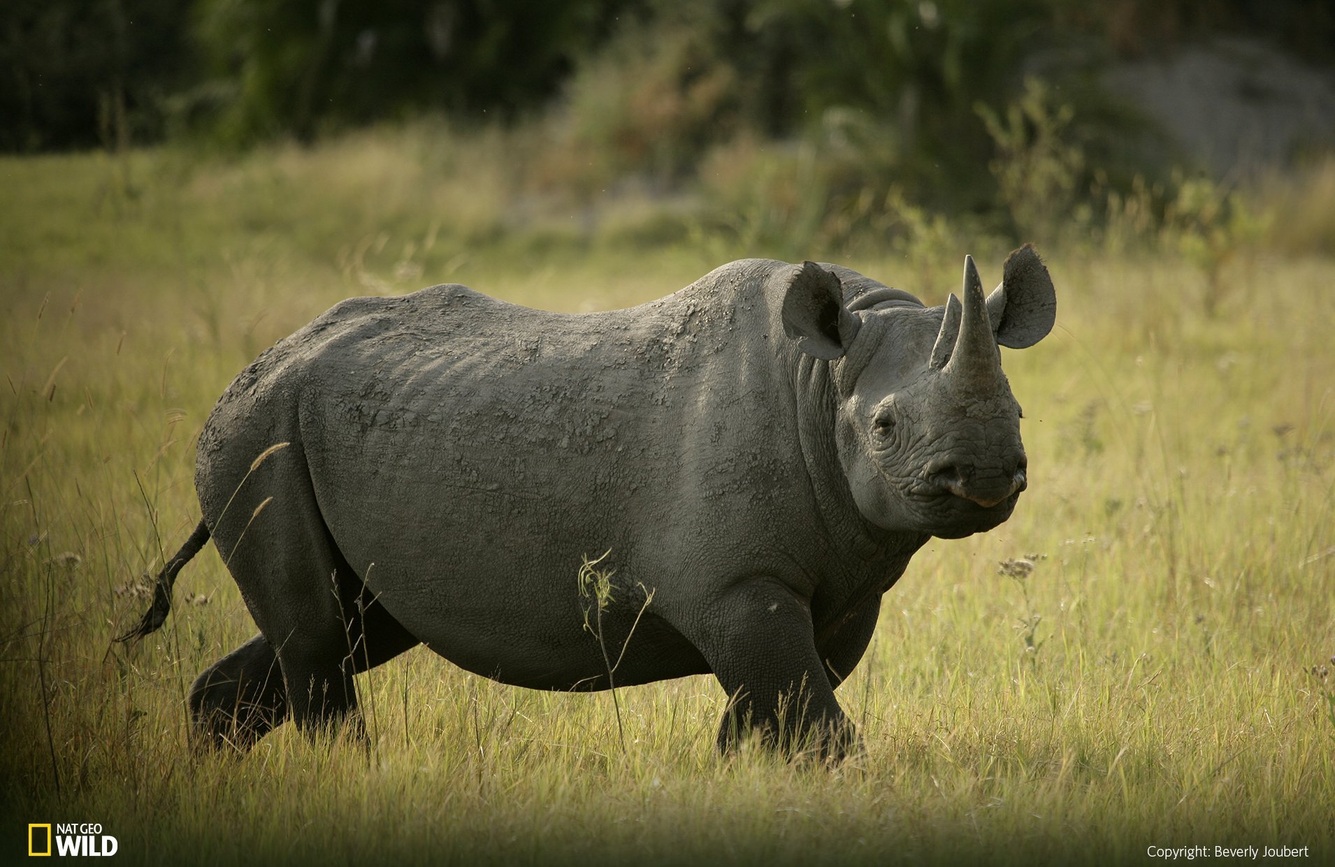Носорог все выступления. Носорог. Белый носорог. Черный носорог. Носорог черно белый.