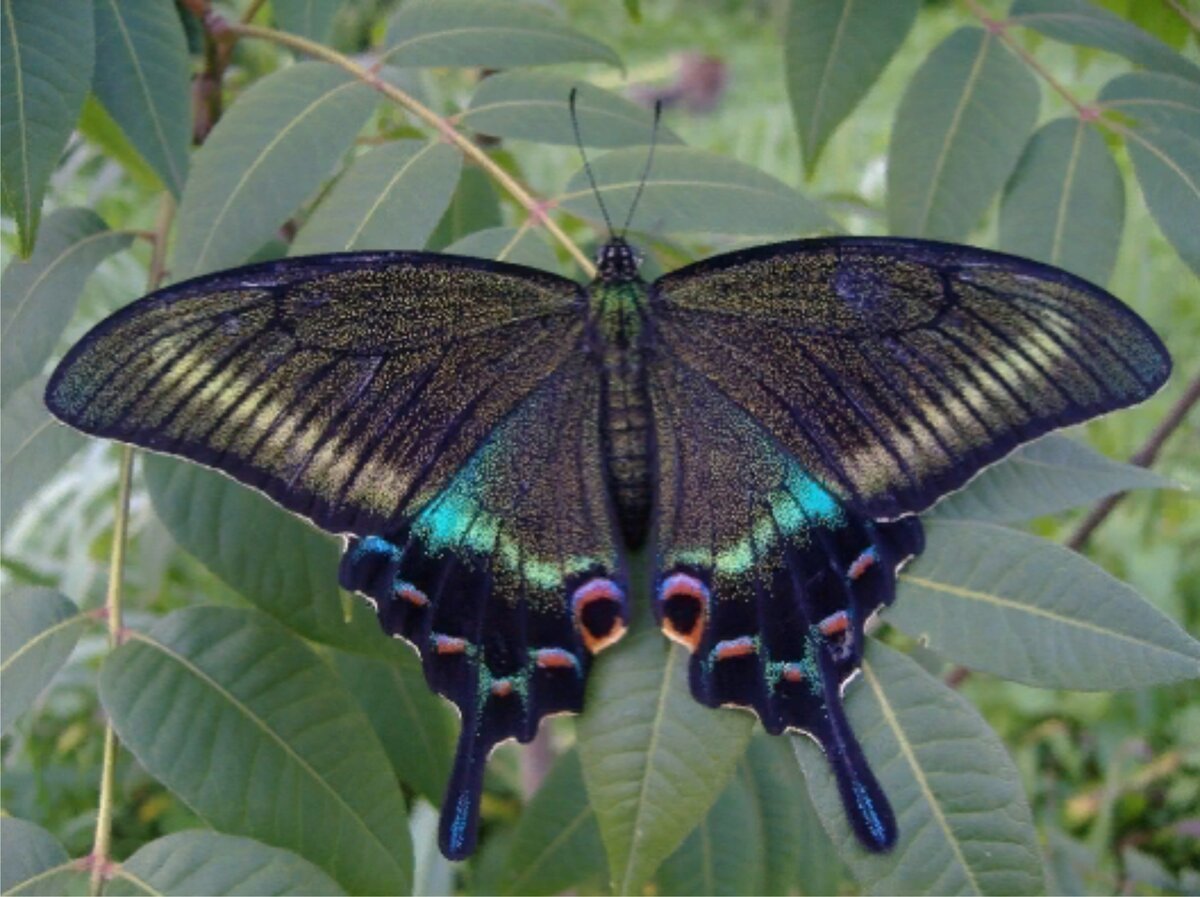 Крупные бабочки фото. Хвостоносец Маака бабочка. Парусник Маака бабочка. Махаон Маака Хвостоносец. Махаон Маака бабочка.