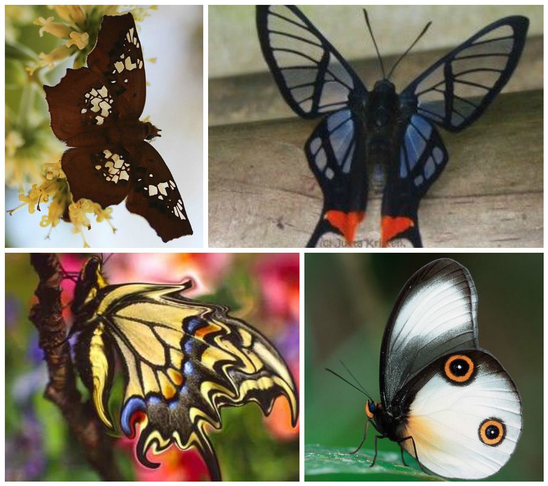 Разные крылья бабочек. Расцветки бабочек. Бабочки необычные расцветки. Формы крыльев бабочек. Бабочки с необычными крыльями.
