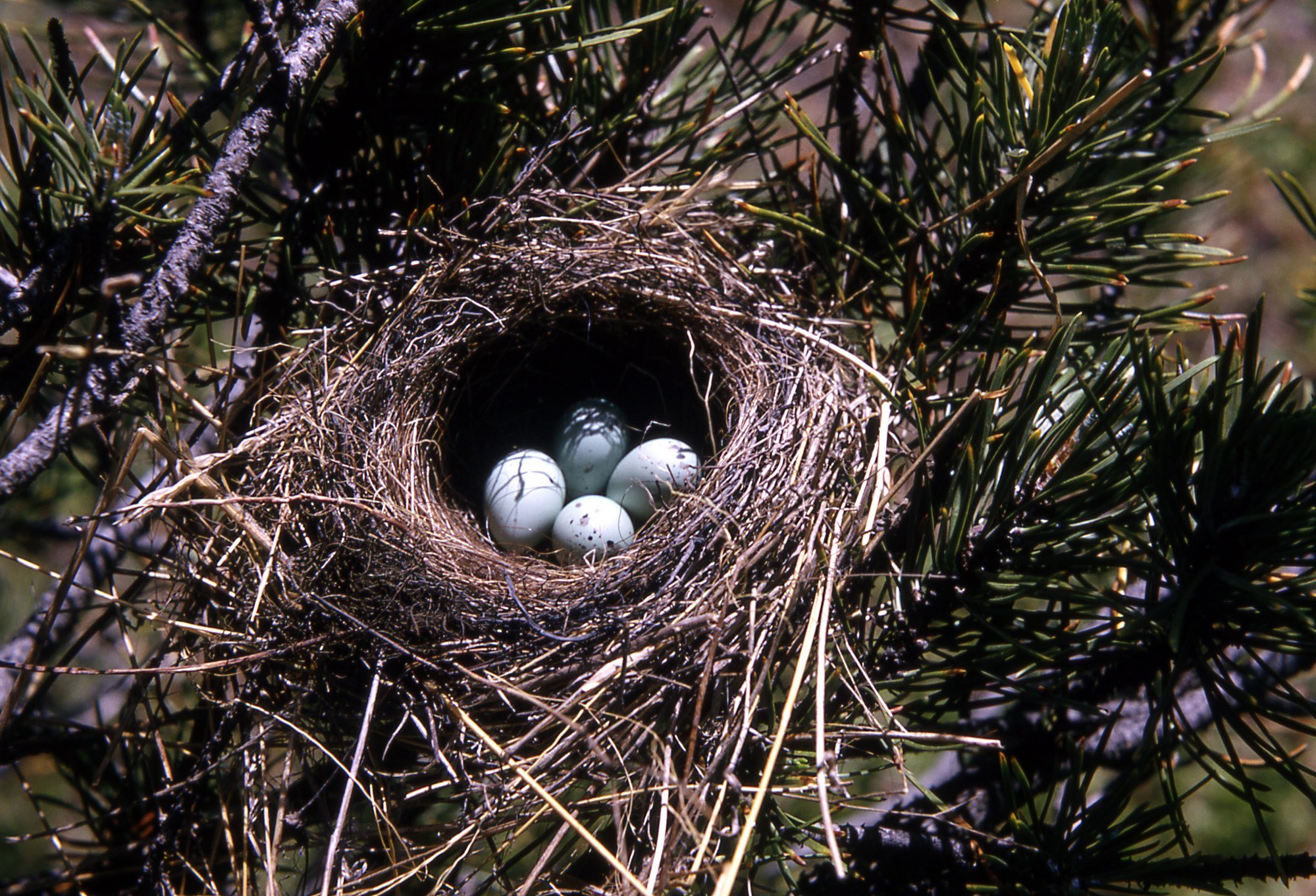 Праздник птица гнезда. Гнездо лазоревки с яйцами. Гнездо долгохвостой синицы. Гнездо синицы лазоревки. Воробьиное гнездо.