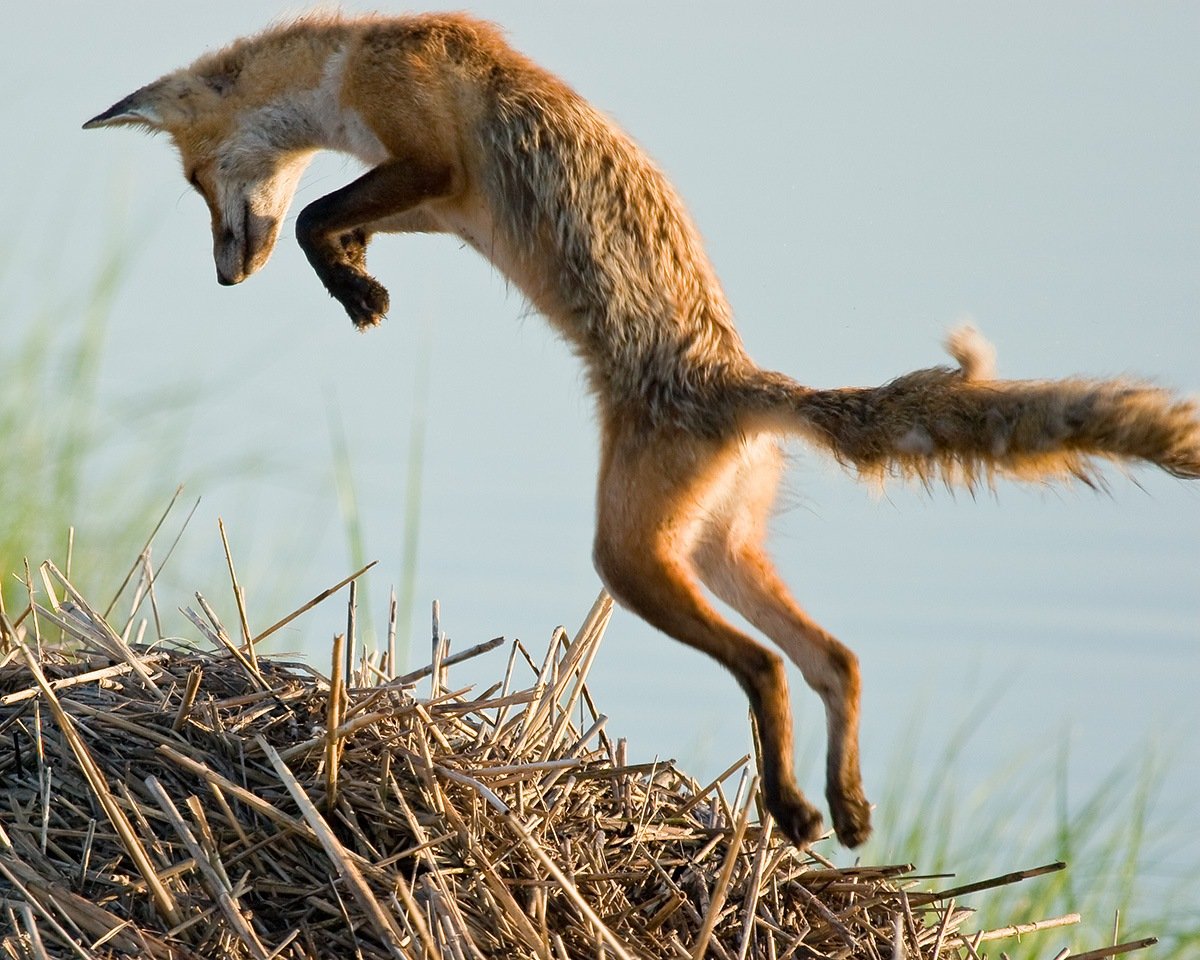 Суслик лиса. Лиса бежит. Обыкновенная лисица бежит. Лис убегает. Лисы убегают.