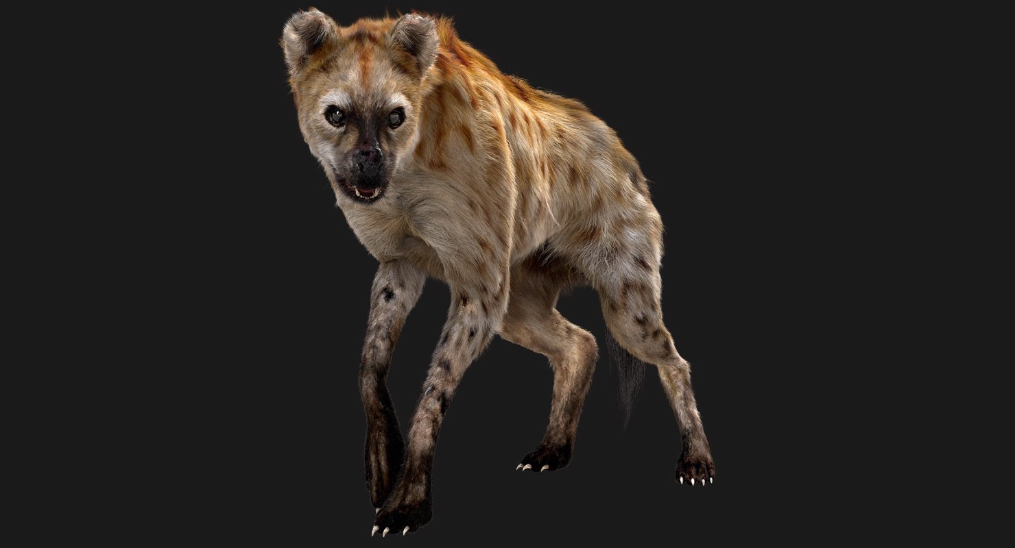 Гиена тактикс. Hyena 3d model. 3d модель гиены. Анатомия гиены.