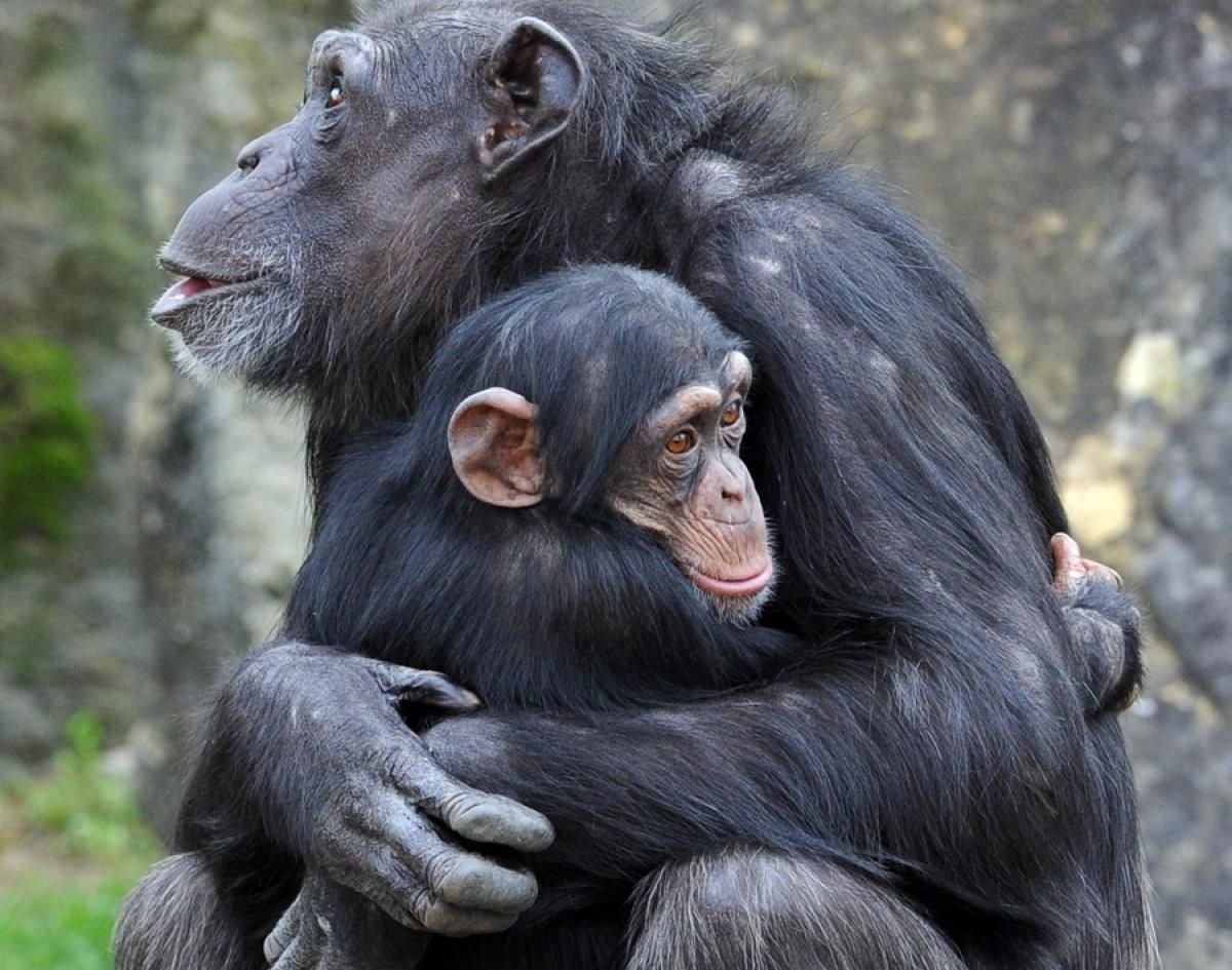2 животных как 2 человека. Обезьяны обнимаются. Шимпанзе обнимаются. Обезьянки обнимаются. Две обезьяны.