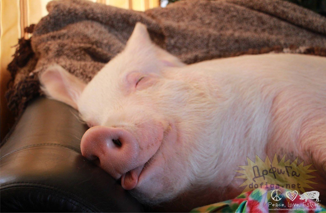 Зарекалась свинья. Минипиг хряк. Спящий поросенок.