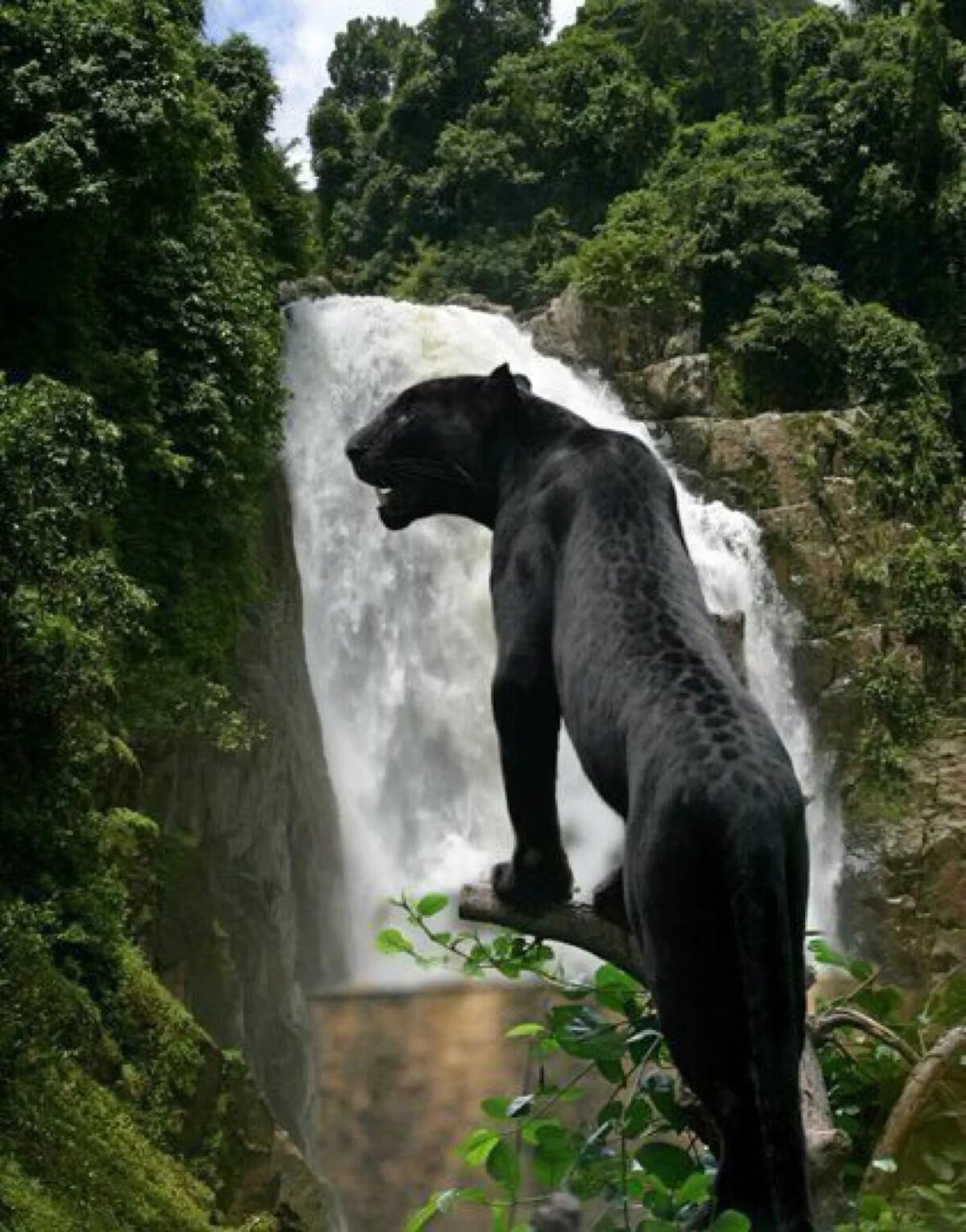 Сила джунглей. Черная пантера Ягуар. Пантера меланист. Гималайская пантера. Черный Ягуар животное.