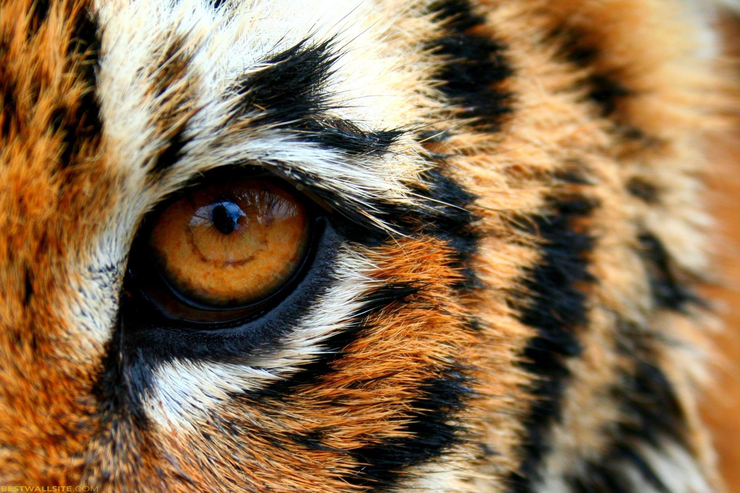Глаз тигра видео. Глаз тигра. Глаза животных. Глаза тигрицы. Ноаза тигра.