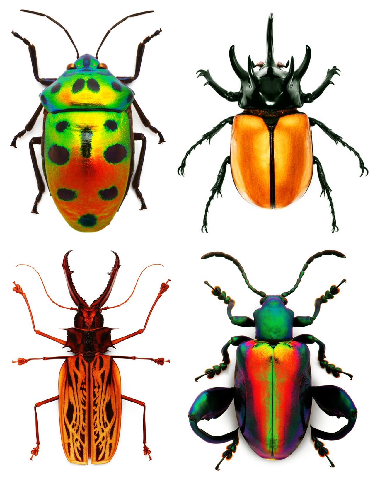 Представители класса жуков. Красивые жуки. Жук животных. Домашние красивые жуки. Жуки абстракция.
