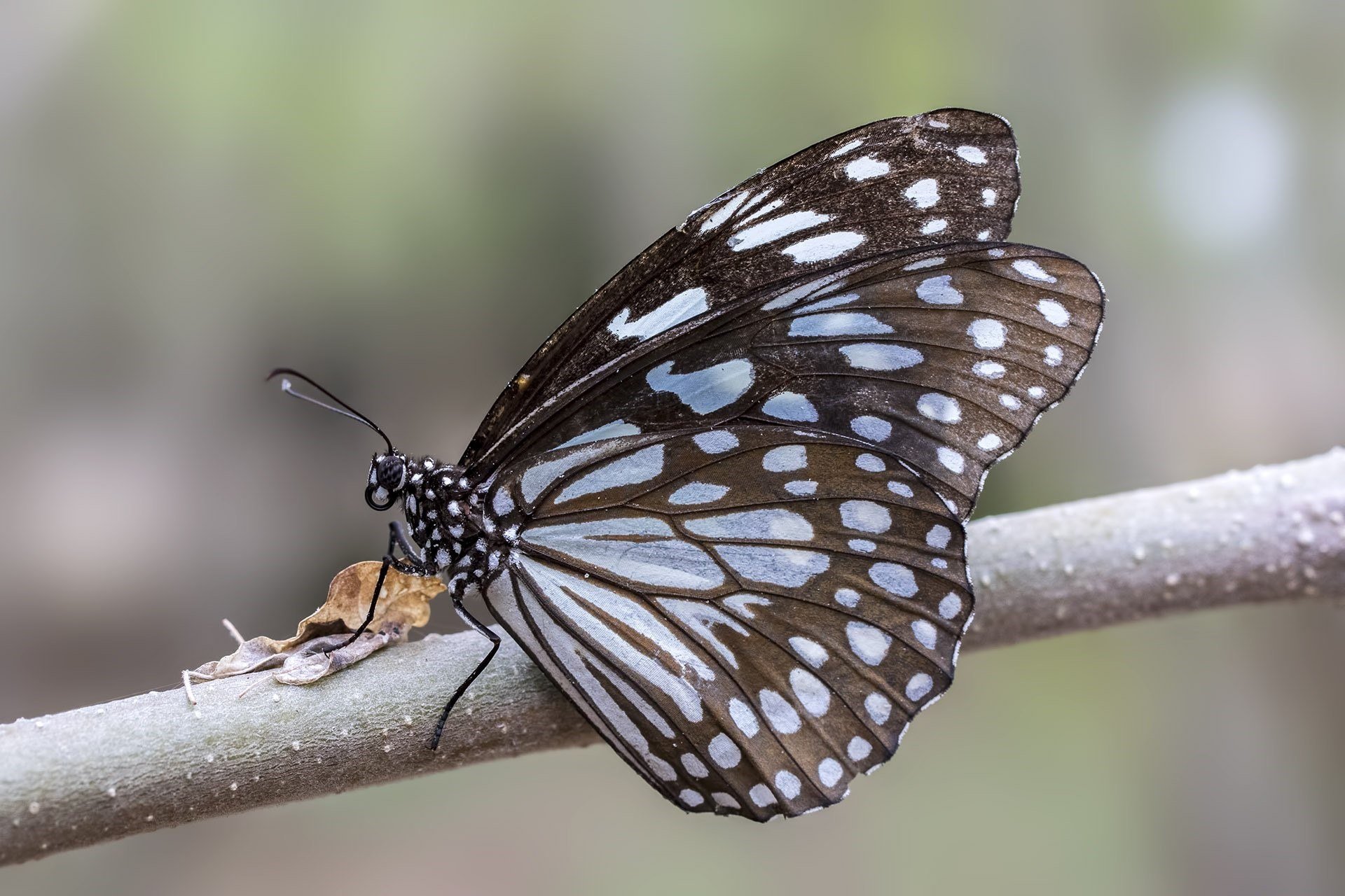 Почему бабочки такие разные и красивые. БУЛАВОУСЫЕ чешуекрылые. Отряд чешуекрылые бабочки. Чешуекрылые мотыльки. БУЛАВОУСЫЕ чешуекрылые бабочки.