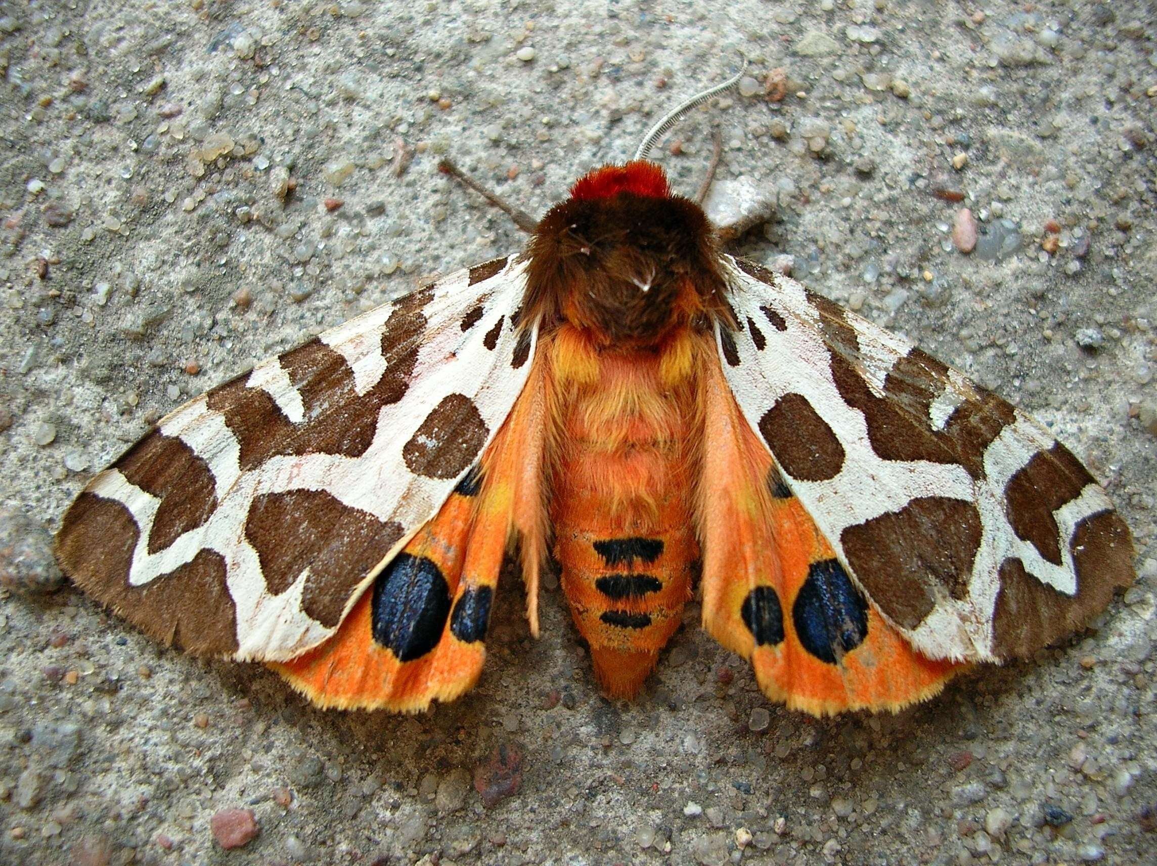Красная моль. Гималайская пятнистая Королевская бабочка. Ночная бабочка огневка. Богонгская бабочка. Бабочка глазчатая совка.