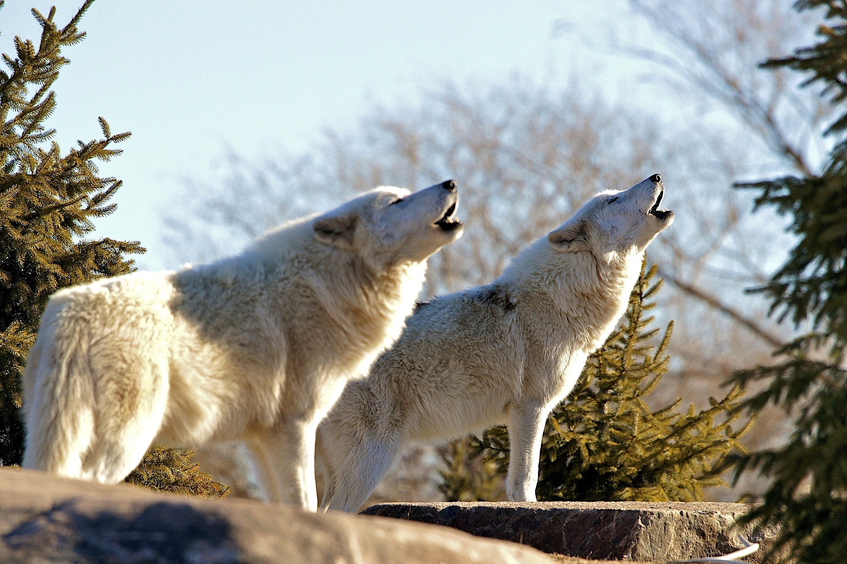 Родина дружелюбного волка. Полярный волк воет. Полярный волк стая. Белый Полярный волк. Полярный волк стая вожак.