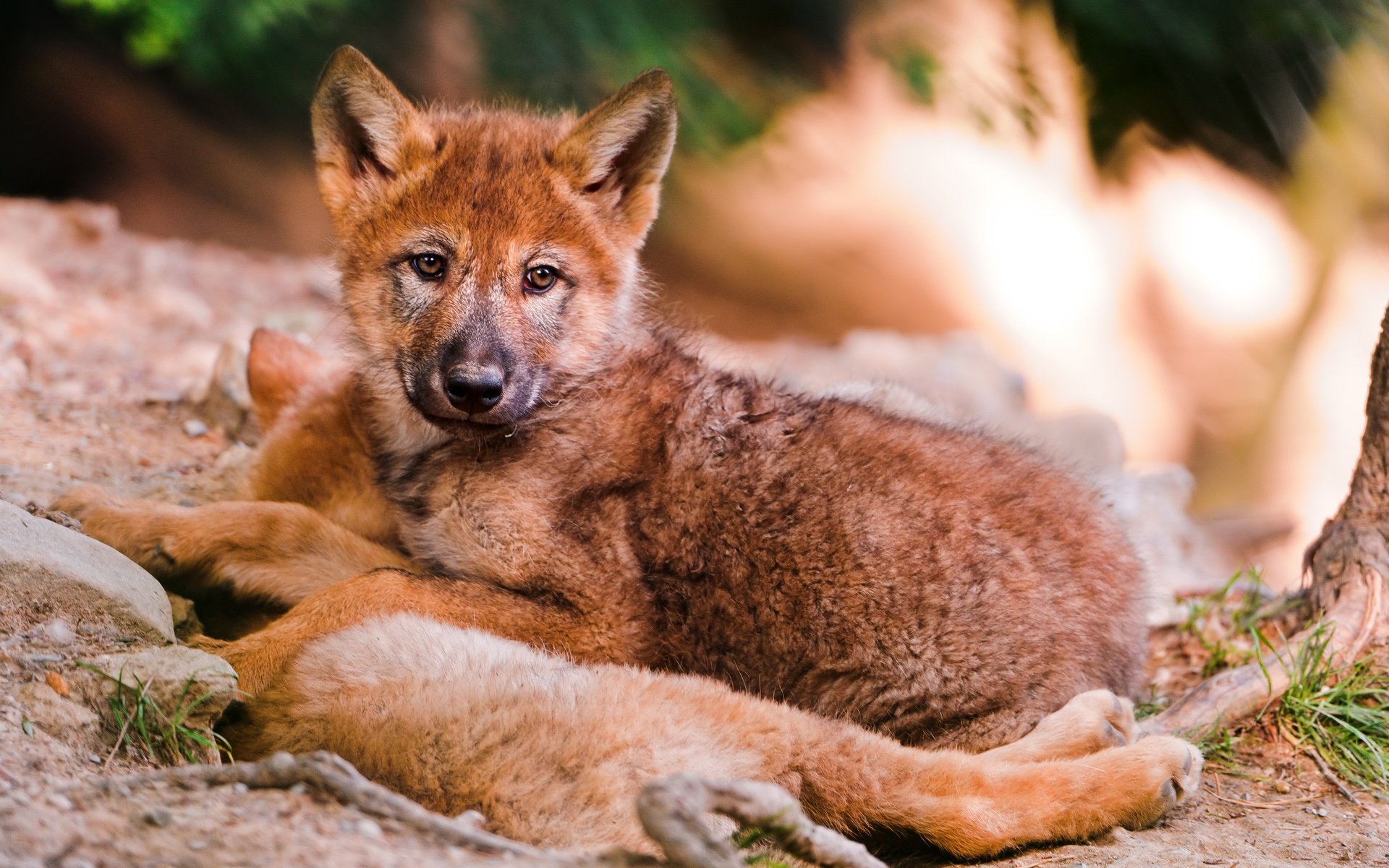 Красный волк читать. Красный волк. Тянь-Шанский красный волк. Красный волк и волчата. Красный горный волк.