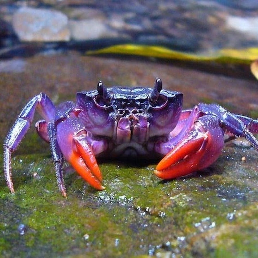 Тема краб. Пурпурный краб. Species of Crabs.