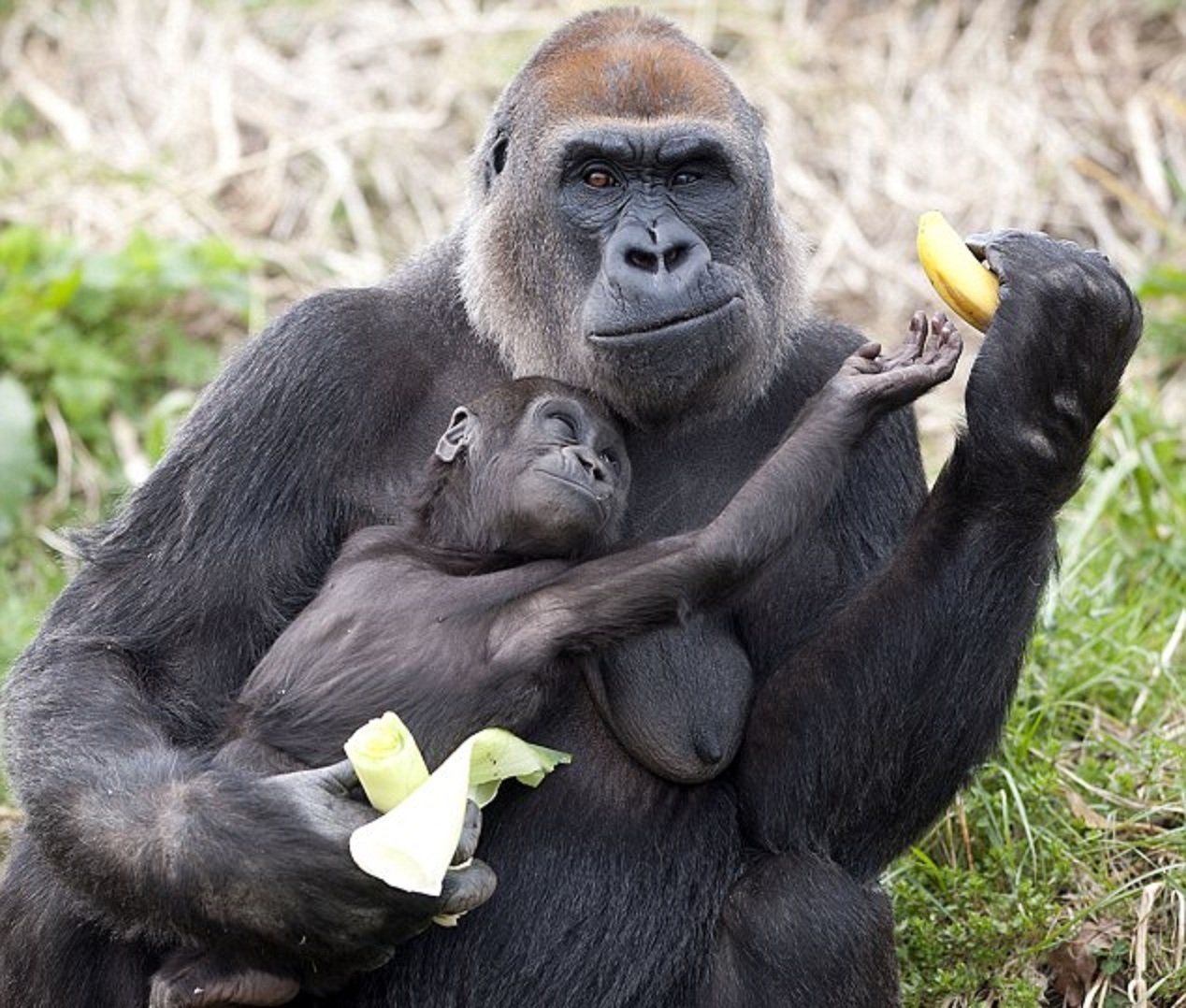 Приколы про обезьян. Шимпанзе горилла орангутан. Веселые животные. Детеныш обезьяны. Обезьянf c ltntysijv.