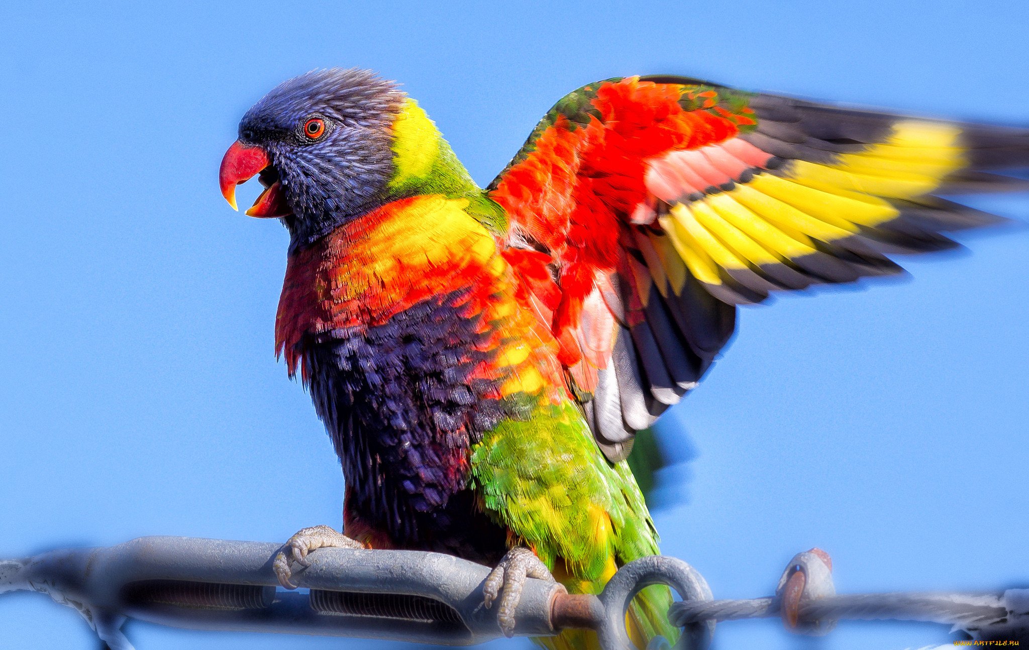 Большой цветной попугай. Многоцветный лорикет самка. Попугай Радужный лорикет. Попугай лорикет красный. Сенегальский попугай.
