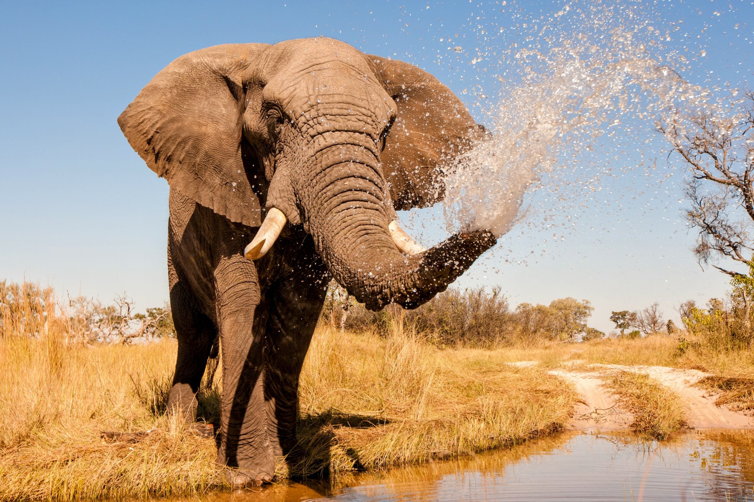 Рост африканского слона. Хобот африканского слона. Африканский саванский слон. Слоны в Африке. Огромные слоны.