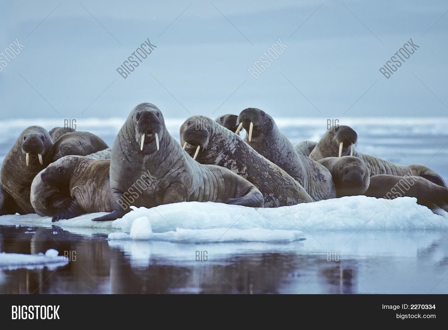 Моржи в тундре. Моржовое лежбище Чукотка. Тихоокеанский морж Чукотка. Антарктида морж. Гренландия морж.
