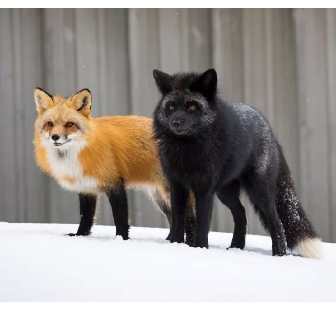 Покажи fox. Чернобурая лиса окрасы. Канадская чернобурая лиса. Чернобурая и рыжая лисица. Чернобурая лиса и рыжая лиса.