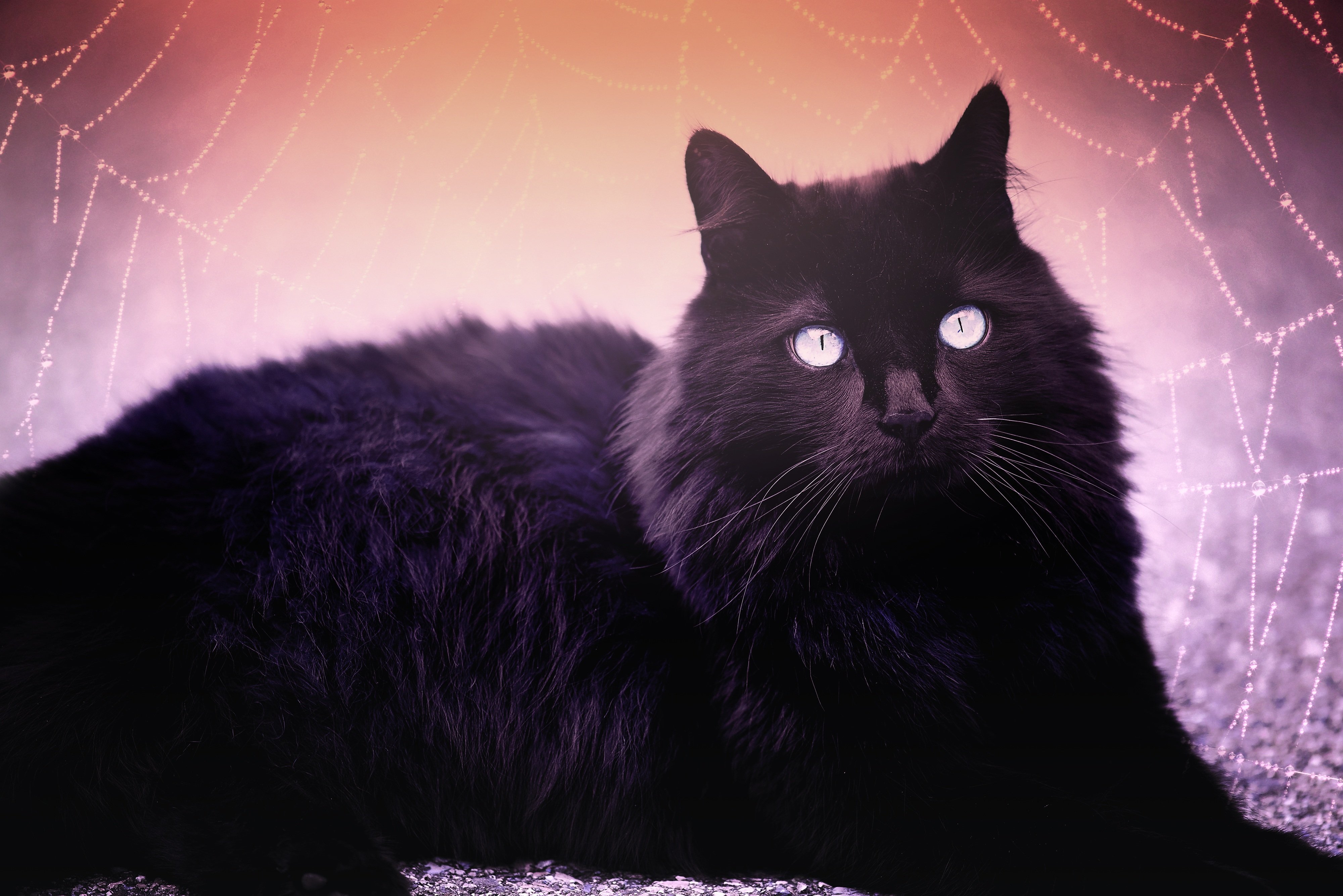Бомбейская кошка длинношерстная. Бомбейская кошка пушистая. Бомбейская черная пушистая кошка. Ангорский кот черный пушистый. Тайны черной кошки