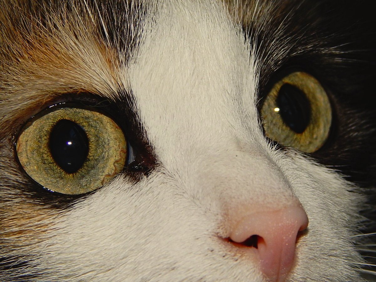 Сделать глаза кошке. Анизокория у кота. Глаза кошки. Кошачий зрачок. Кошачий глаз зрачок.