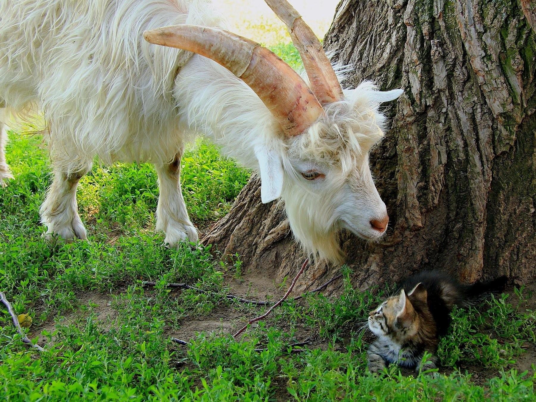 Где живут козлы. Гималайский козел горал. Коза Валдайская. Красивый козёл с чёлкой. Животные в деревне.