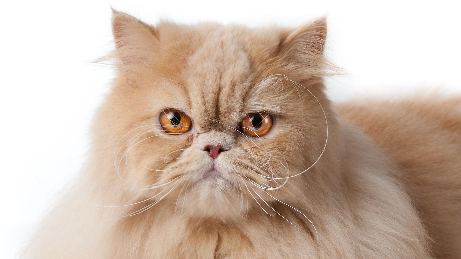 Шоколадная персидская кошка. Персидская кошка. Персидская шиншилла Вилфред. Персидская кошка породы кошек. Кошка длинношерстная перс.