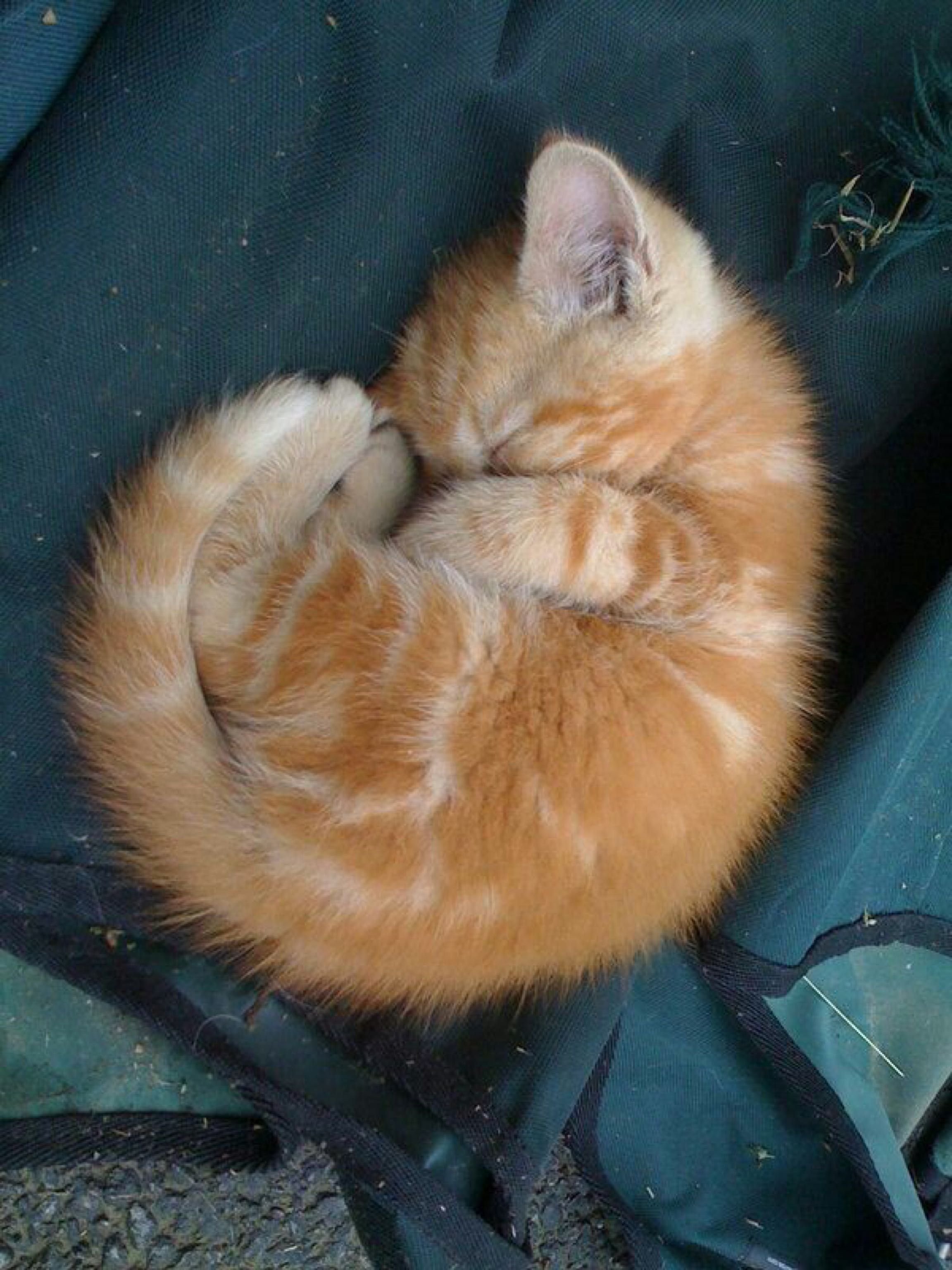 Почему животные спят свернувшись в клубок. Котенок с клубочком. Кот свернулся клубком. Спящие котята.